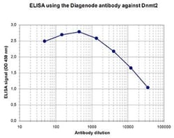 Dnmt2 Rabbit anti-Mouse, Polyclonal, Novus Biologicals 100 &mu;g; Unconjugated:Antibodies,